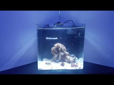 - Tony Nguyen 210 reef tank Budget Built ( frags and Pico zoas garden)