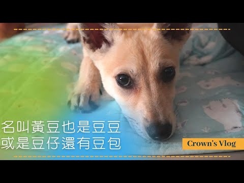 萌豆來襲！！家中新成員～三個多月大a豆豆寶包｜Crown｜Mameko