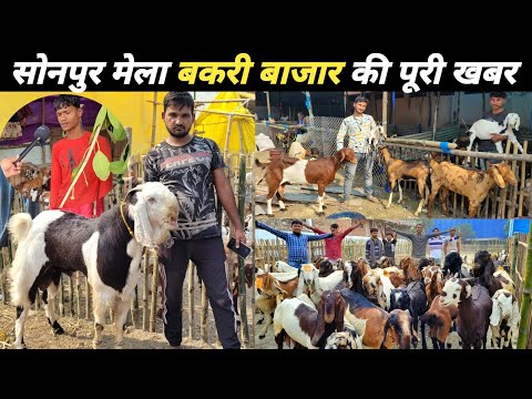 सोनपुर मेला मे बकरी बाजार की पूरी जानकारी ~ कीमत, नस्ल | Sonpur mela 2023