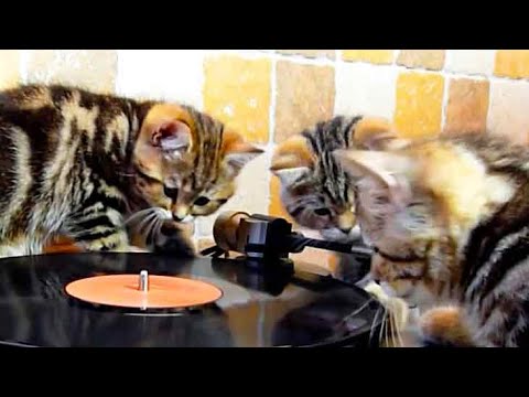 Kittens beatmakers