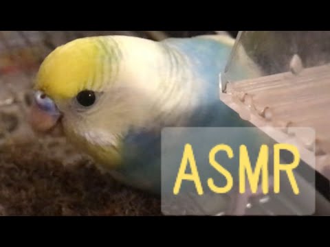 《ASMR》粟の穂を食べる。（イヤホン推奨ᖰ ᖳ）