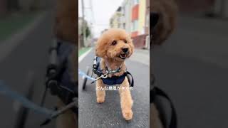 今日のお散歩2023/01/23 #shorts #トイプードル #車椅子犬 #toypoodle #椎間板ヘルニア