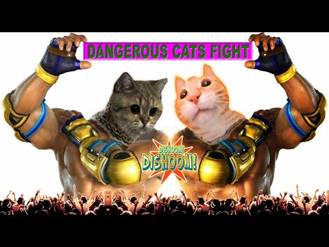 Real Cat Fight │Cat Fight with Cat | 2 Cats Fight | So Funny Cats Compilation | Dangerous Cat Fight