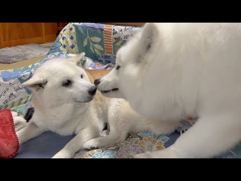 トリマー初体験で調子に乗ってるサモエドに鉄槌を下す柴犬