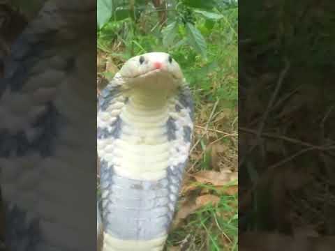 #Albino King Cobra