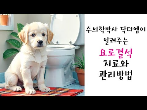 수의학박사 닥터엠이 알려주는 강아지 요로결석 치료와 관리 방법 수술시기