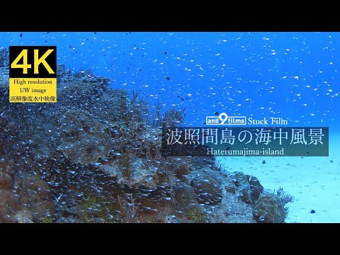 【4K 水中映像】波照間島の海中風景 / Underwater scenery / Haterumajima-island Okinawa