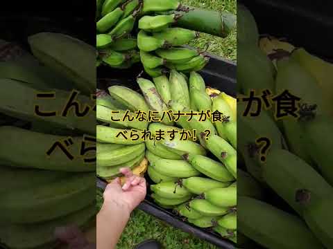 I don't like Bananas.. バナナが大量に収穫を迎えた我が家。。バナナ嫌いなんです。。バナナ地獄 #bigisland #hawaii #ハワイ#ハワイ島