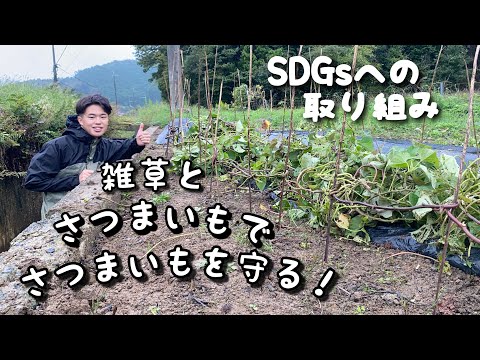 さつまいも　ツルと雑草でDIY【SDGsへの取り組み】