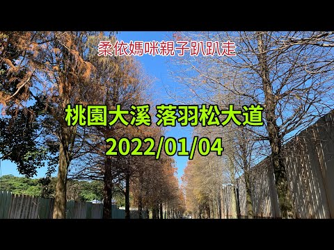 桃園大溪 落羽松大道 2022/01/04