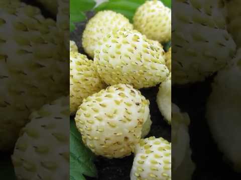 Are White Strawberries Better Than Red Strawbs? 🤤🤤 #gardening #containergardening #growyourownfood