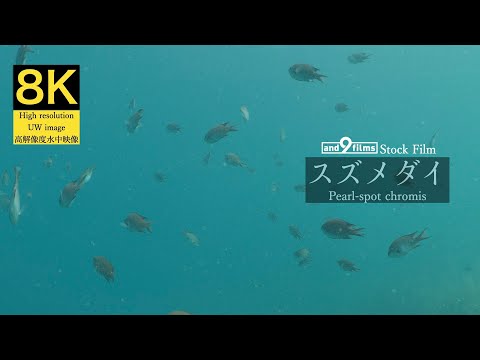 【8K 水中映像】スズメダイ / Pearl-spot chromis / Chromis notata