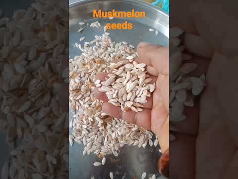 muskmelon seeds/ కర్బూజా గింజలు/naliniravindraprasad/ytshort/ short