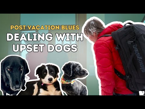 Is Your Dog Acting Strange After Vacation? Here's Why!