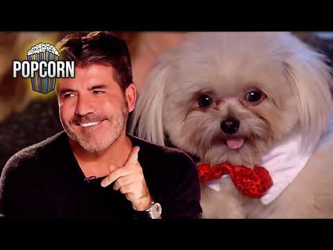 Trip Hazard's PAWESOME Britain's Got Talent Audition!