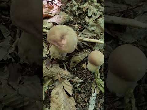 Summer Porcini Mushrooms, Boletus edulis #shorts