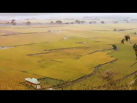 台中外埔忘憂谷/陳文森