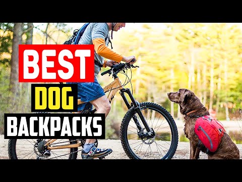 Top 5 Best Dog Backpacks in 2023