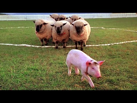 The Pig who became a Shepard | Ending Scene | Babe | CLIP