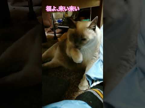 【招福お猫様】幸福を呼んでいるテトちゃん　#shorts #幸福 #幸運 #ねこ