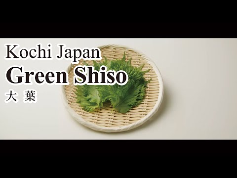 Green Shiso