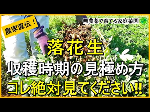 【落花生栽培】失敗しない収穫時期の見極め方と収穫前にやるべきこと【有機農家直伝！無農薬で育てる家庭菜園】　24/9/21