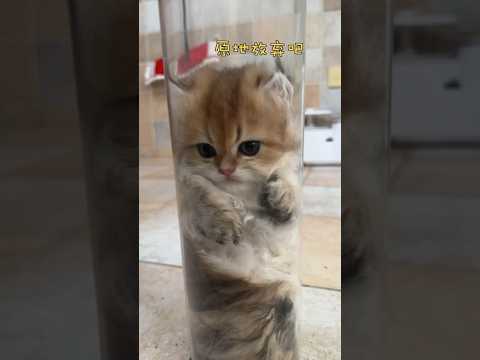 #cute #cats #catshorts #catvideos #catlovers