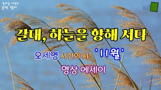 [힐링 문학] 오세영 시인의 시 ‘11월’ 감상과 영상 에세이 / 갈대, 하늘을 향해 서다 / 가을 / 좋은 시 감상 [명상 시와 에세이]