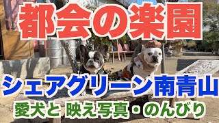 都会にこんな素敵な楽園が！ シェアグリーン南青山 【 フレンチブルドッグ french_bulldog 】 SHARE GREEN MINAMI AOYAMA