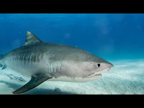 Unveiling the Ocean's Fearsome Predators Top 10 Most Dangerous Sharks