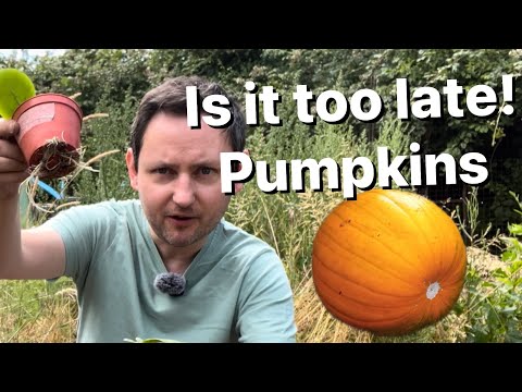 EP 5 🌱 Grow Big: Potting Pumpkin Seeds & Building a Second Raised Bed!