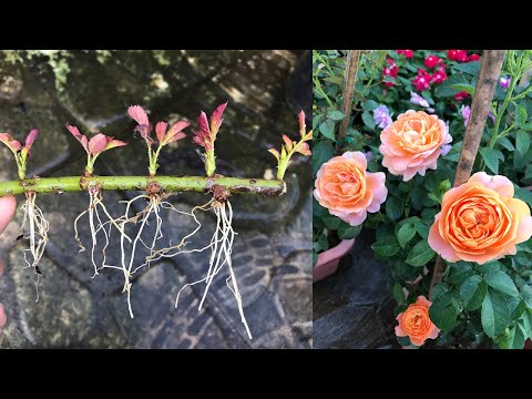 How to grow a rose branch with many sprouts on one stem