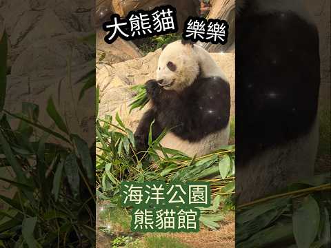 海洋公園 ☆ 熊貓館 ☆ 樂樂 ☆ 大熊貓 ☆ giant panda adventure ☆ 熊貓 貓熊 lele ☆  hong kong ocean park 聖誕 Xmas Christmas