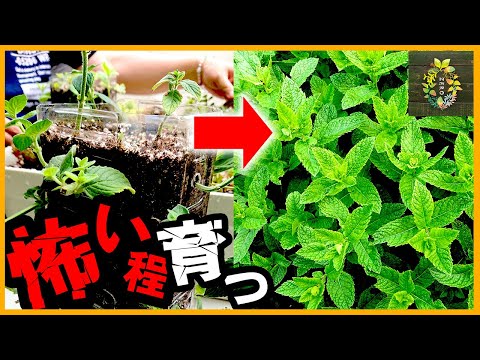 【無限増殖】ミントの恐ろしさが分かる動画【家庭菜園】