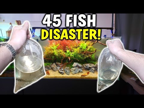 NEAR DISASTER! - Adding 45 Fish To Planted Aquarium