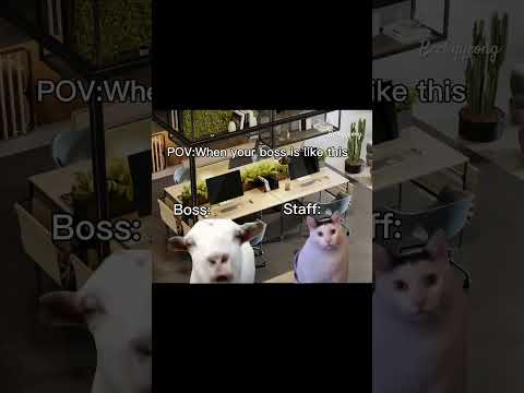 POV:When your boss is like this #funny #boss #staff #cat #funnyvideo