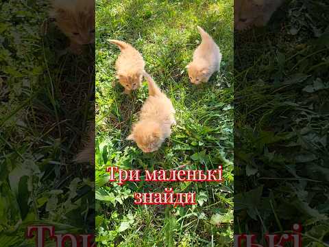 Знайшли маленьких кошенят і забрали до дому. #cat #catshorts #catvideos #catlover #cats #котики