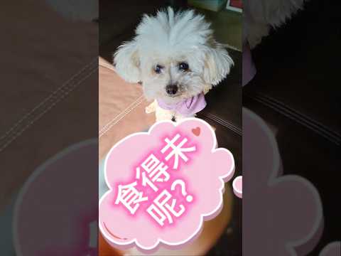 食得未呢？ #poodle #dogshorts #doglover #egglovers