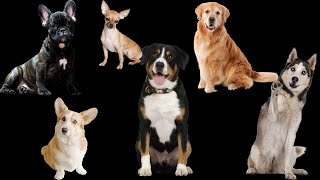 Woof Woof! Let's Explore the World of Dogs! Learning Videos for Toddlers