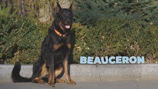 Beauceron Dog Breed - Facts and Personality Traits [4k Video]