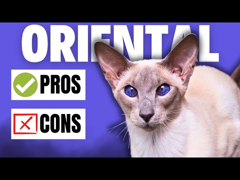 Oriental Cats: Pros and Cons of This Unique Breed