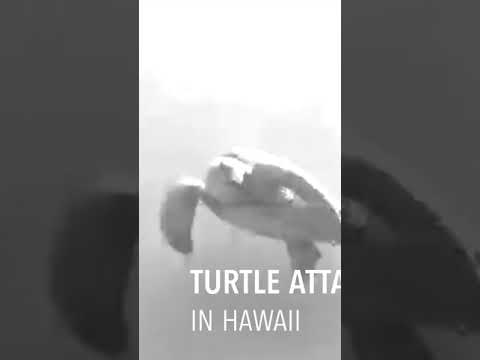 【ウミガメと泳ぐダイビング】Turtle Attack in Hawaii #Shorts