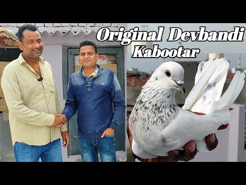 Muzaffarnagar Ke Top Devbandi Kabootar // Arshad idrisi pigeon Lover