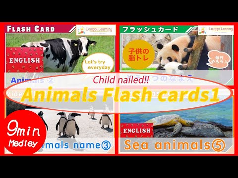 [English] Flashcard Medley Animal Flashcards for baby toddlers and kids