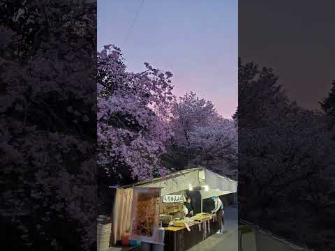 Cherry blossom #Nara #MtYoshino #2023 2nd April Japan