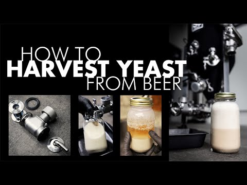 How to harvest beer yeast for homebrewing