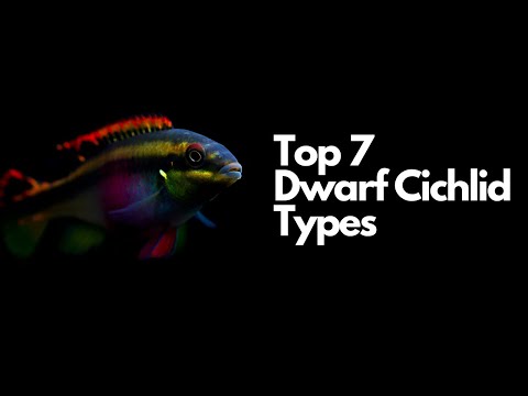 The 7 Best Dwarf Cichlid Types 🐟