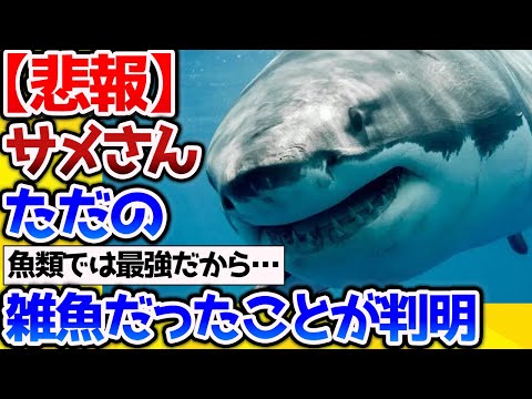 【2ch動物スレ】【悲報】サメさん、海の支配者でもなんでもない雑魚だったことが判明→なんJ民にマウントをとられる始末【なんj】 #生き物 #2ch