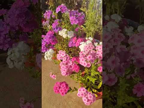 Phlox flowers #flowers #phlox #winterflower #easygardeningtips #garden