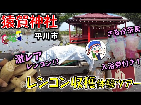 【青森激レアグルメ】春にしか参加できない激レアツアー『猿賀神社』の「レンコン収獲体験ツアー」が楽しすぎた！【平川市】